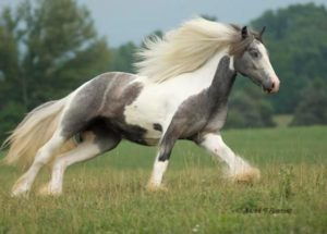 Horse Riding Holiday; Gypsy Vanner horse