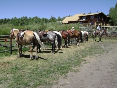 Dude Ranch Vacation Horses