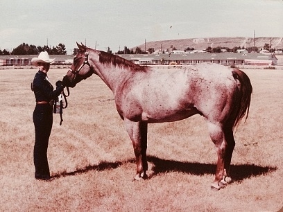 quarter horse roanie