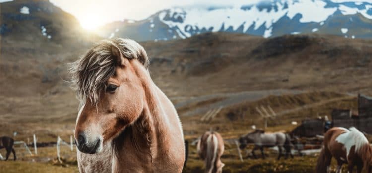The Best, Most Unique Horse Riding in Reykjavik, Iceland