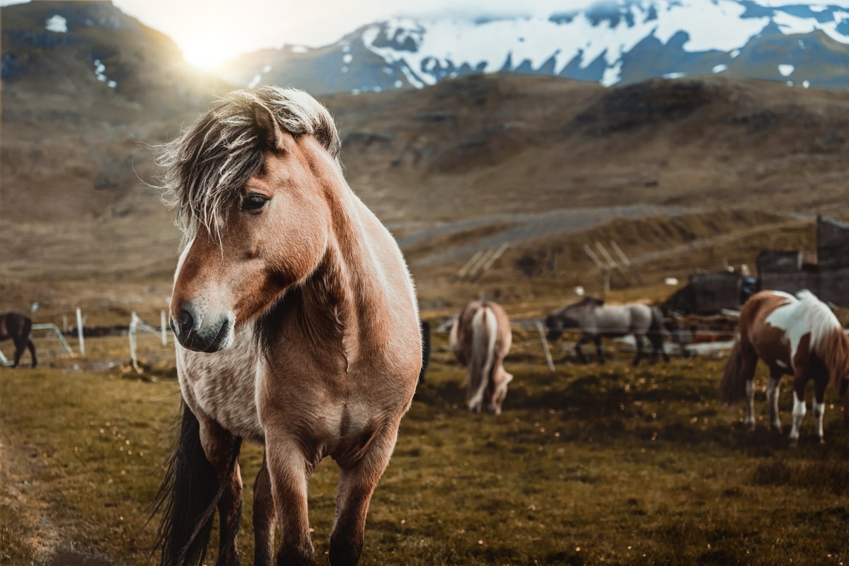 Icelandic pony-Horse riding in Reykjavik Iceland