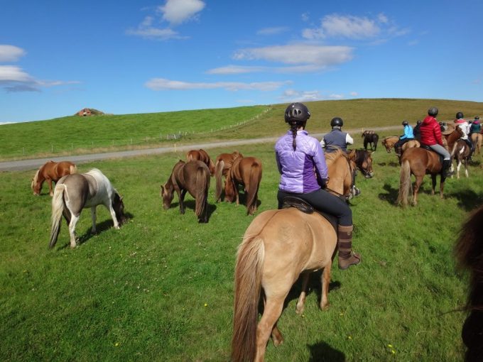 Horse riding in Reykjavik Iceland
